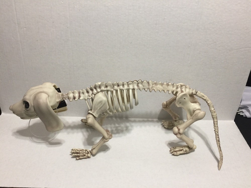 Canine Skeleton Figure