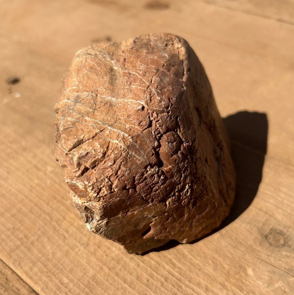 Petrified Wood Raw Specimen