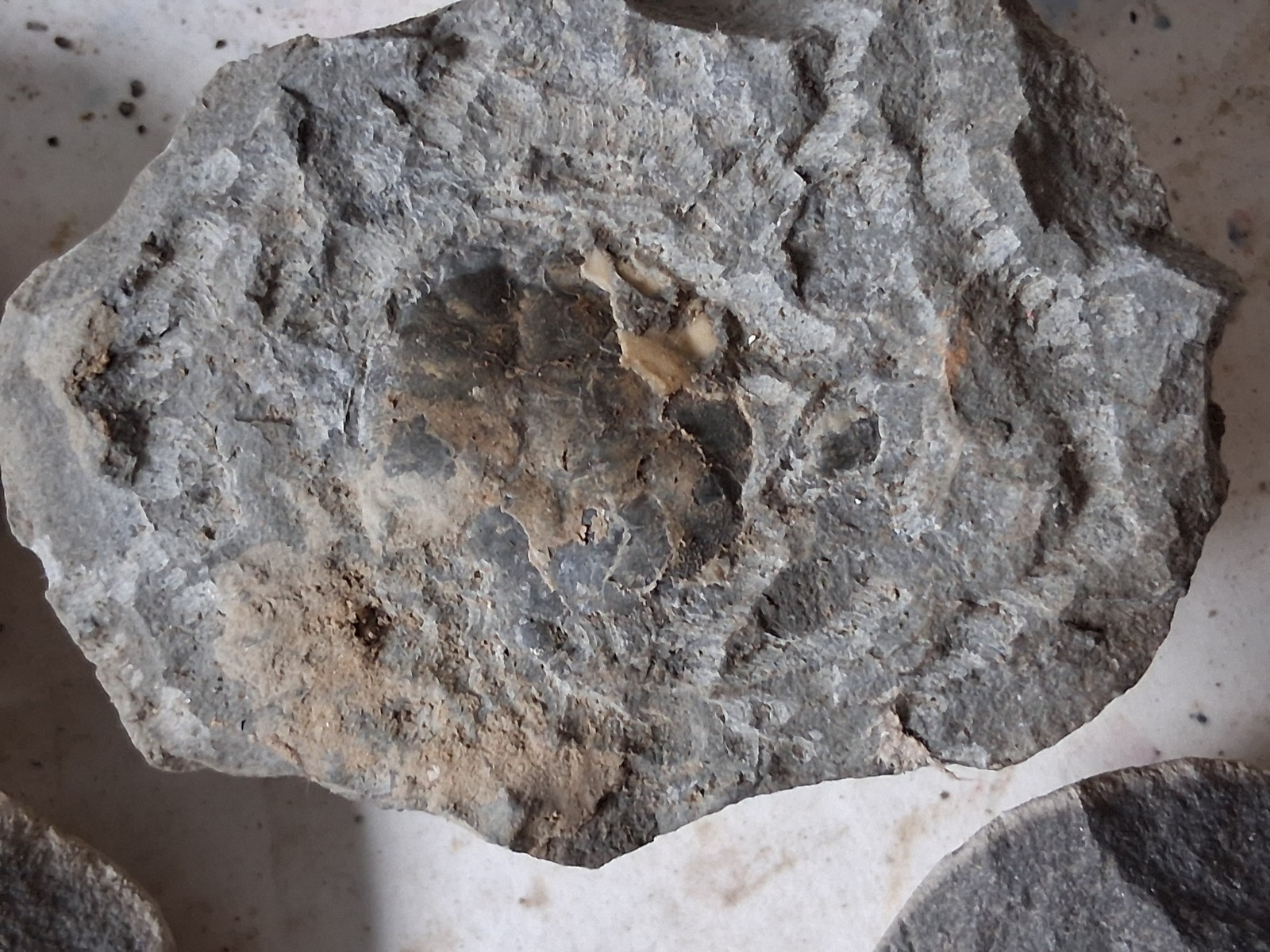 15 Unfinished Crab Fossil Lot Washington State