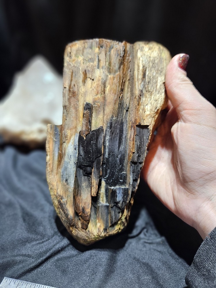 Petrified Wood Multicolored Specimen Natural Form (3lbs)