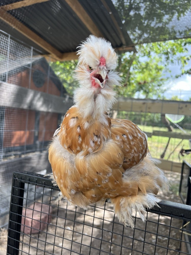 6+ Millie Fleur Silkie Hatching Eggs NPIP