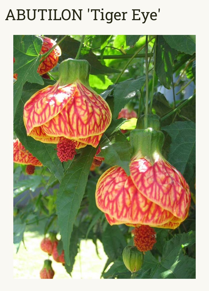 Tiger Eye Abutilon Flowering Maple SMALL ROOTED STARTER Plant