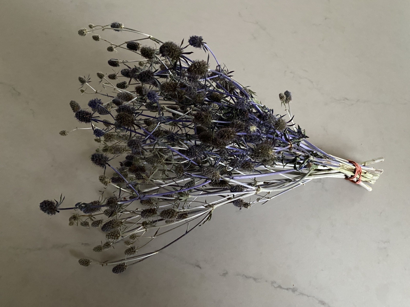 ERYNGIUM Sea Holly Bunch BOUQUET Bundle DRIED Flowers USA