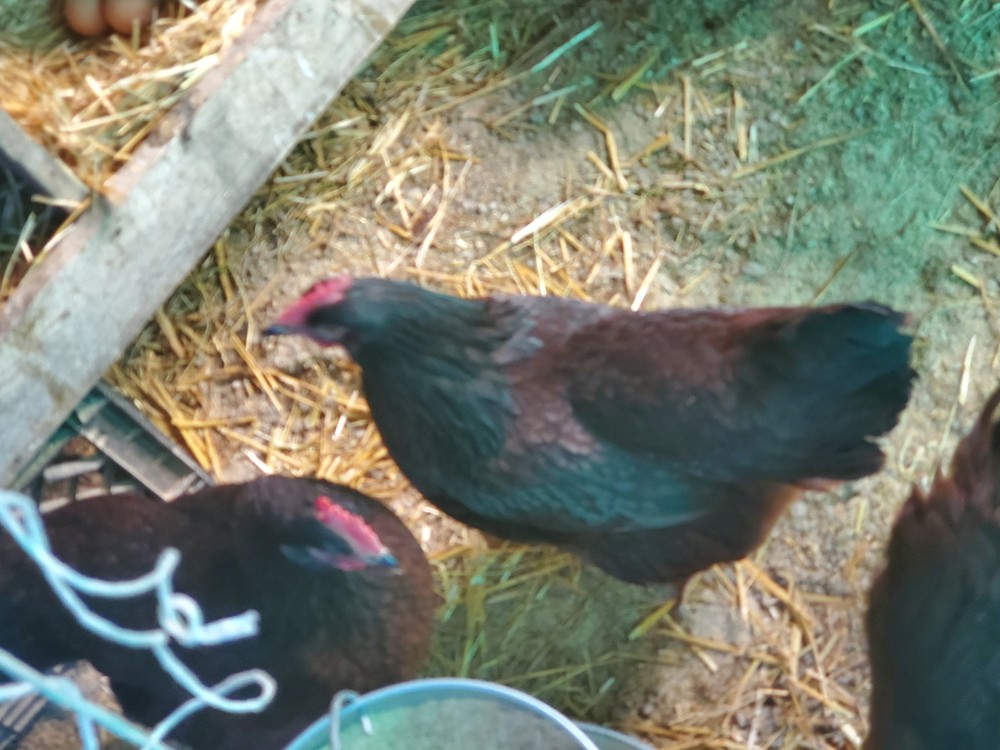18 Exhibition Rhode Island Red Hatching Eggs