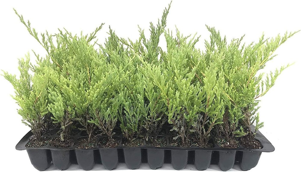 Juniper Andorra Compacta - Live Plants - Juniperus Horizontalis - Drought...