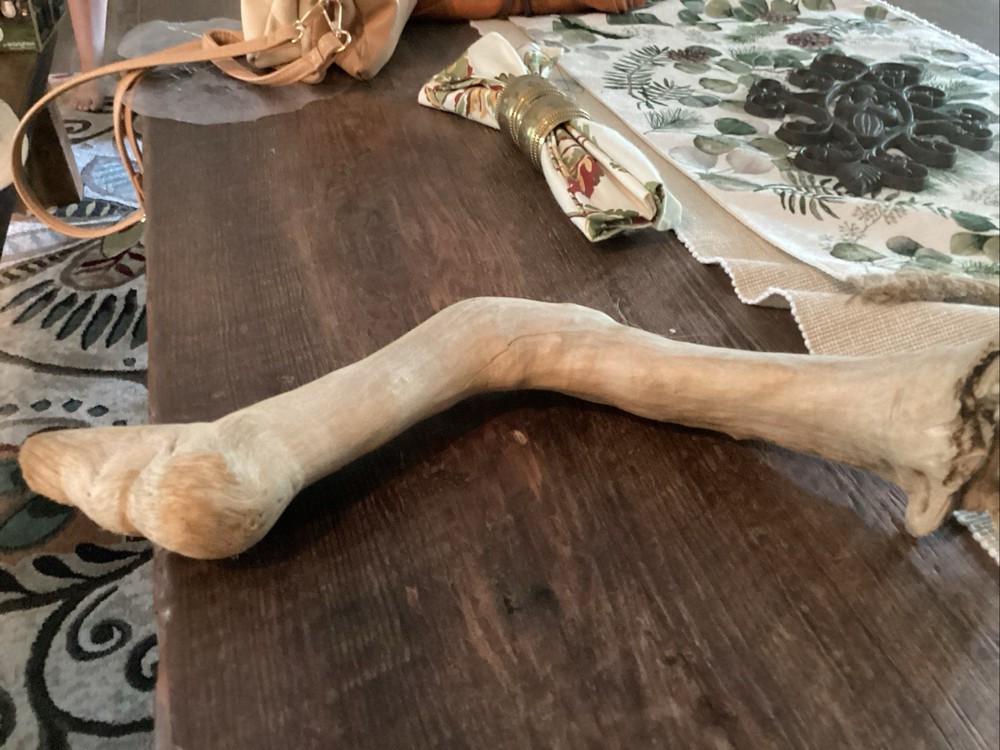 Mammoth Bone