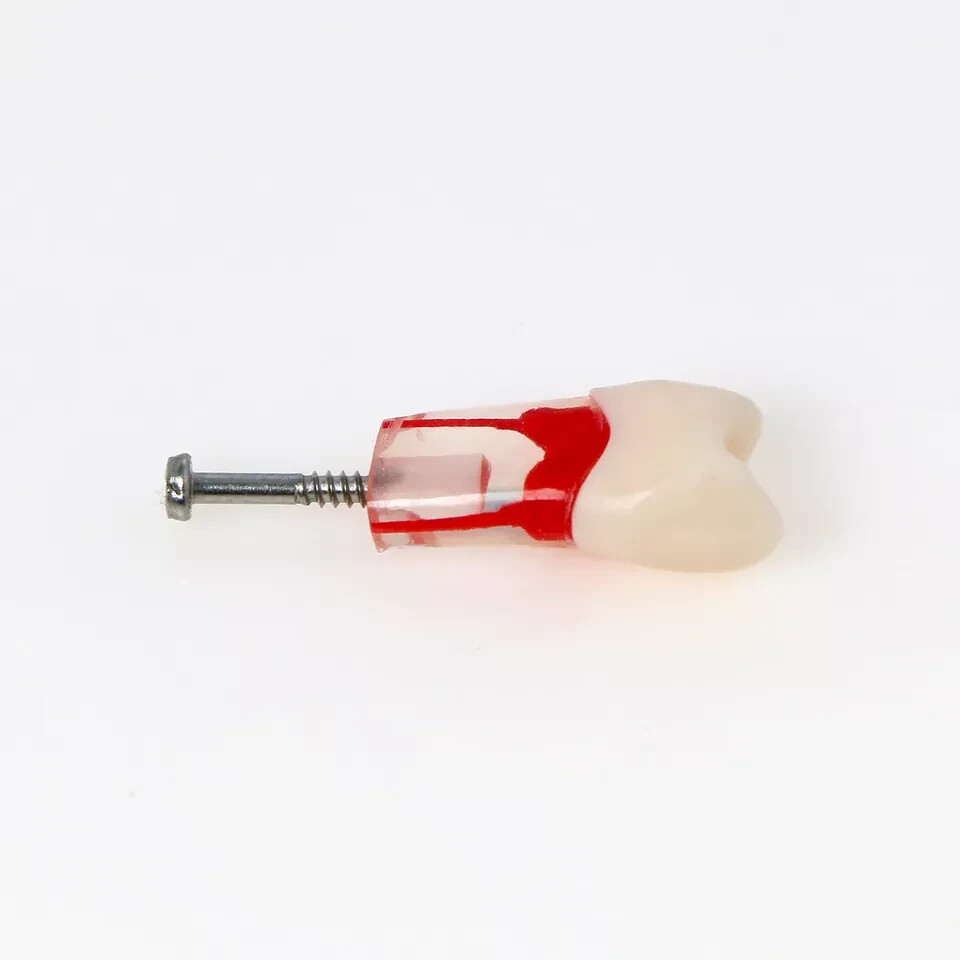 Dental Endo Root Canal Teeth Model Study #14 #46 Practice Typodont Model