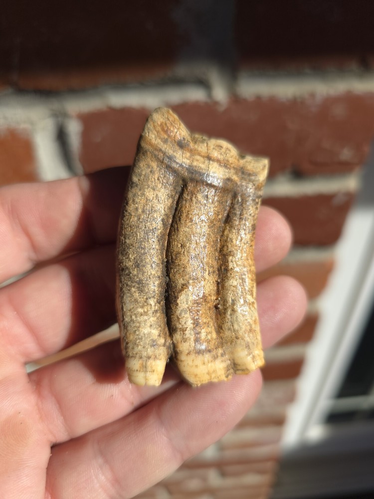 Horse Tooth