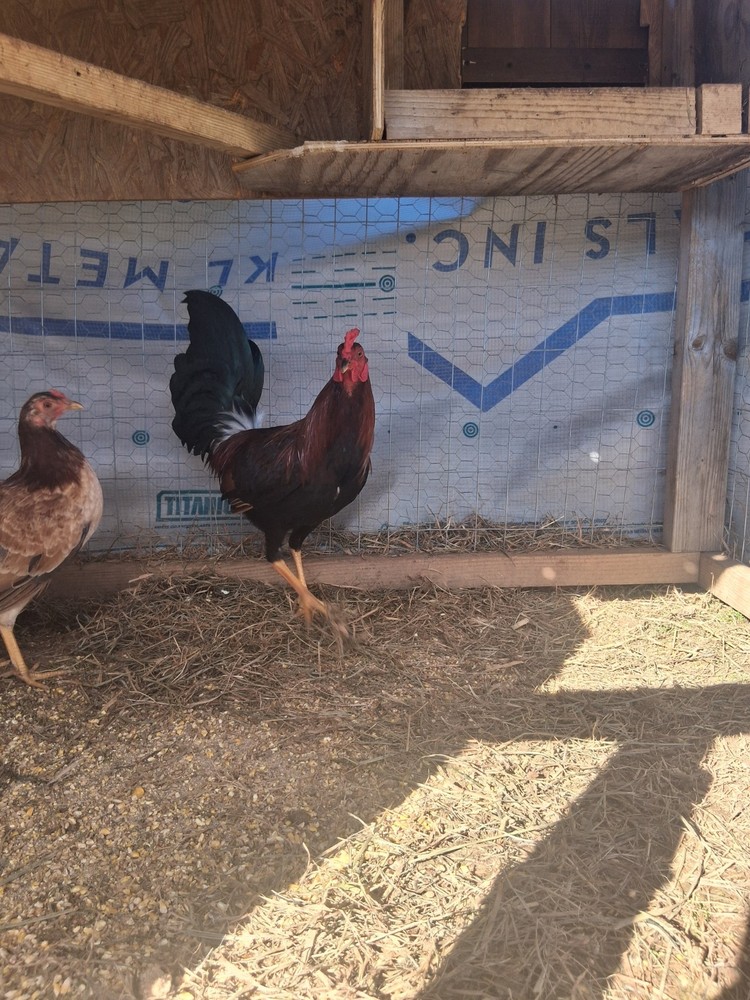 6 Raptor Hatching Eggs