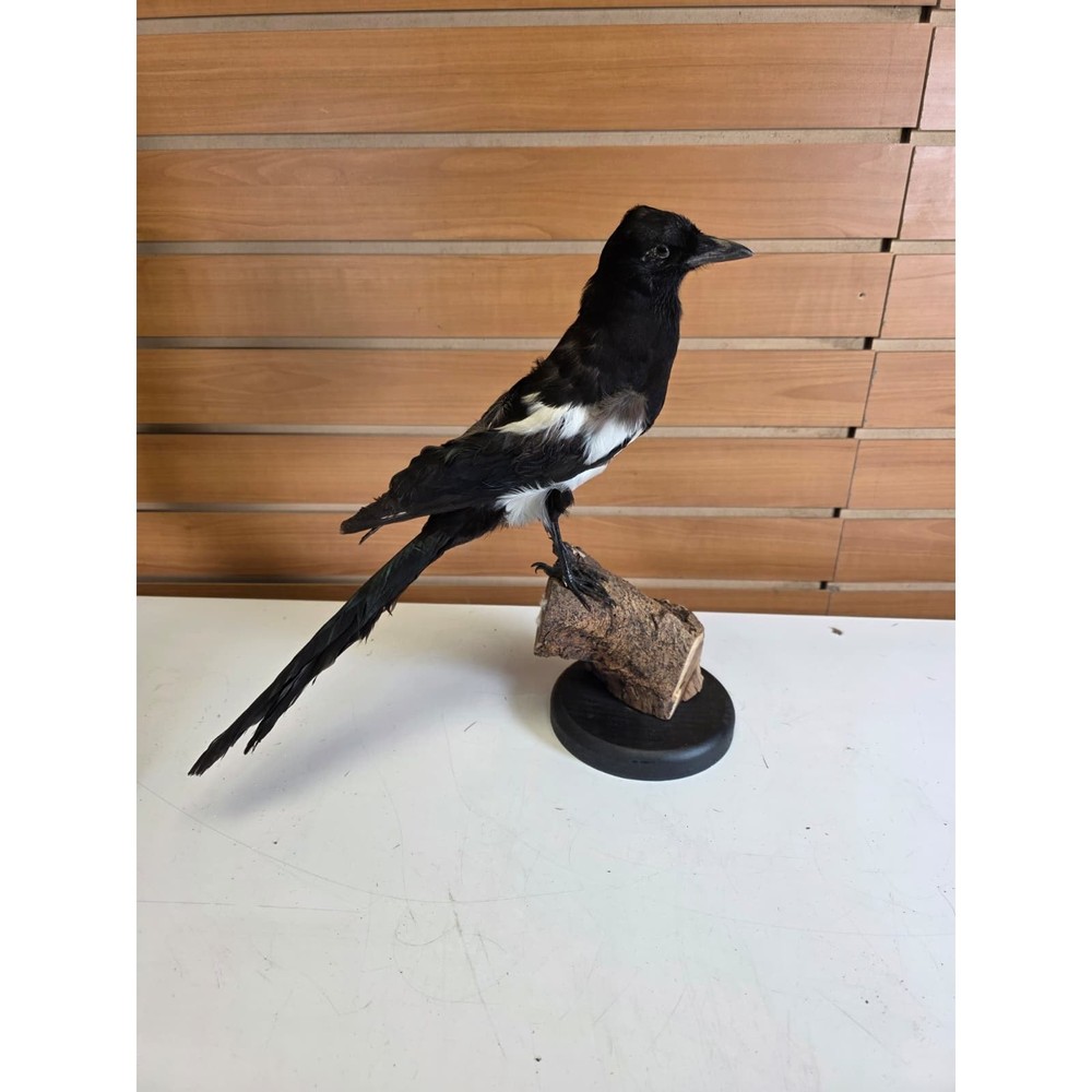 SPLL11 - Taxidermy Eurasian Magpie
