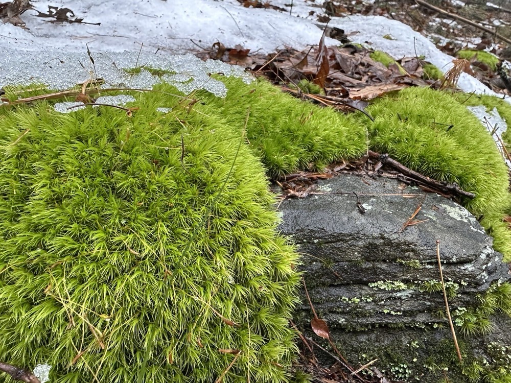 Live Broom Fork Moss