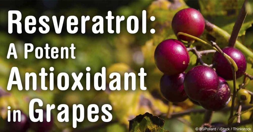 Antioxidant formula - RESVERATROL – GRAPE SEED EXTRACT COMBO - grape seed diet