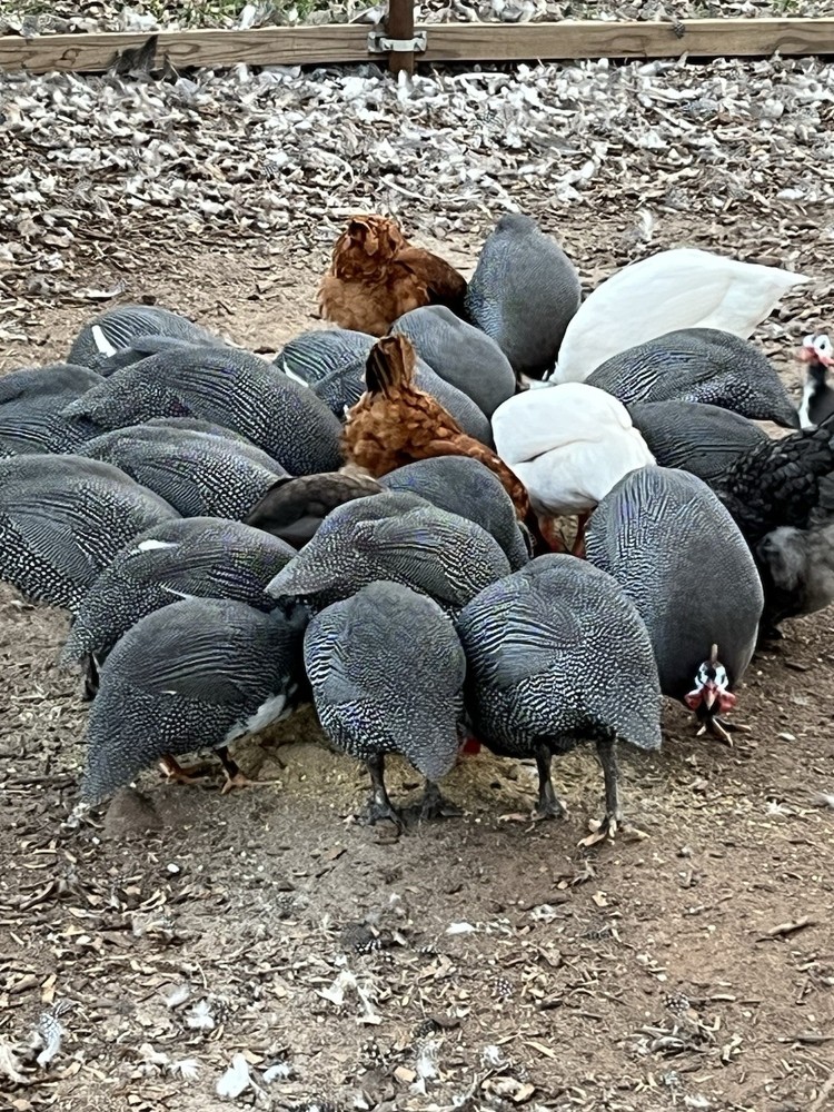 12 + Extra Guinea Fowl Hatching Eggs