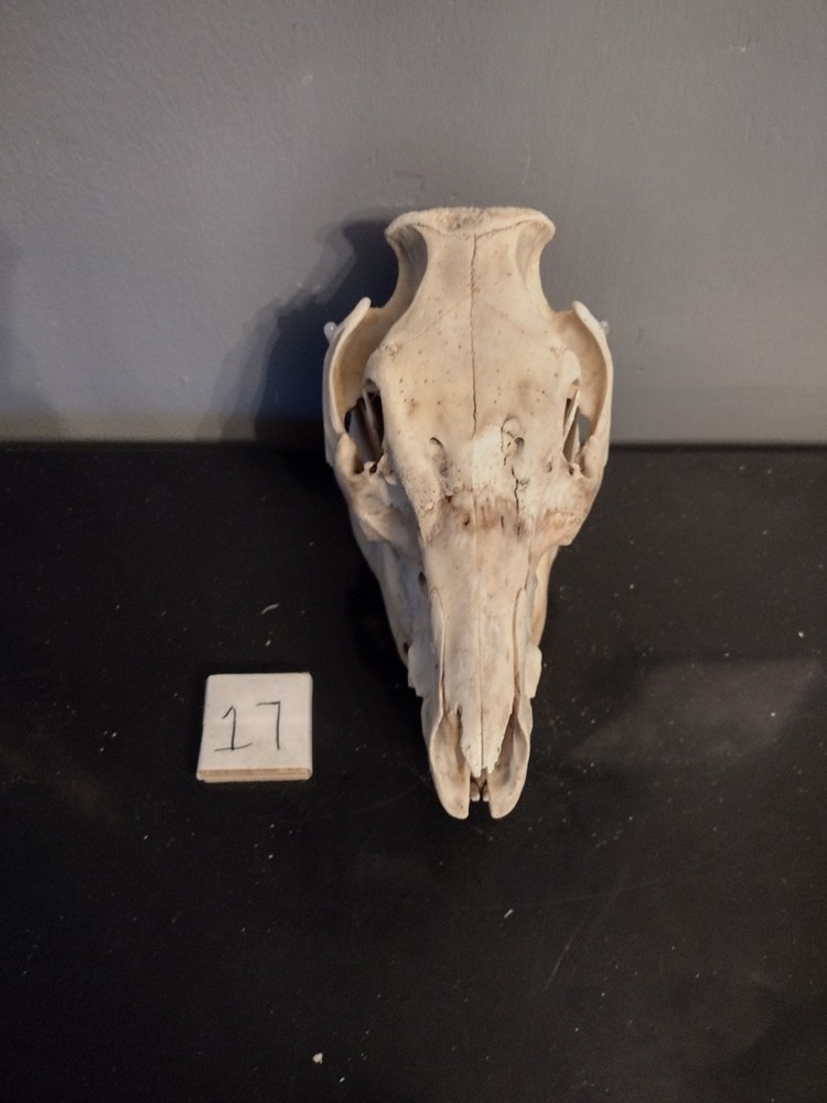 Pig Skull