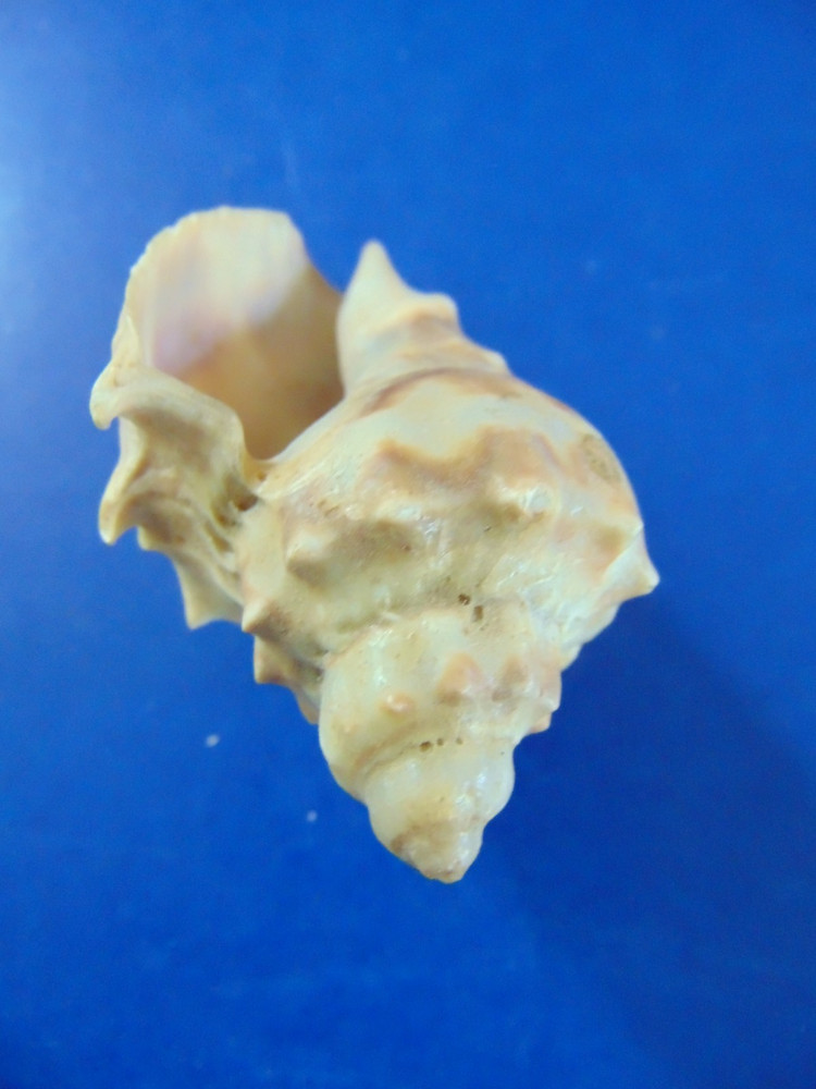 Lot of 4 Seashells