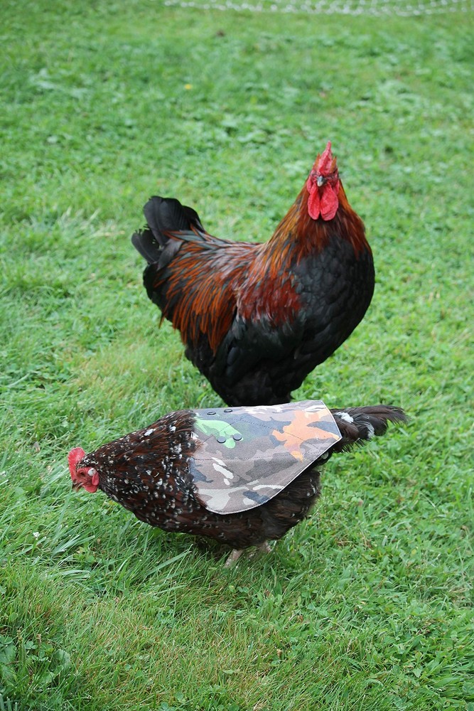 ® Hen Mating Saddle Standard…