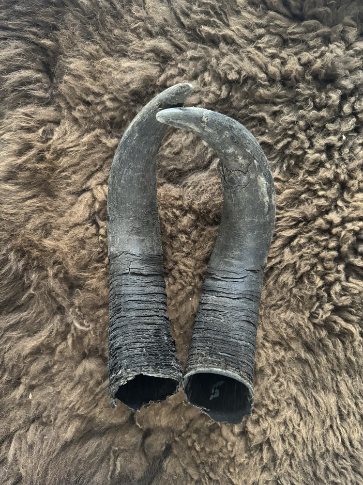 American Bison Buffalo Horns Matched Pair 16” (5)