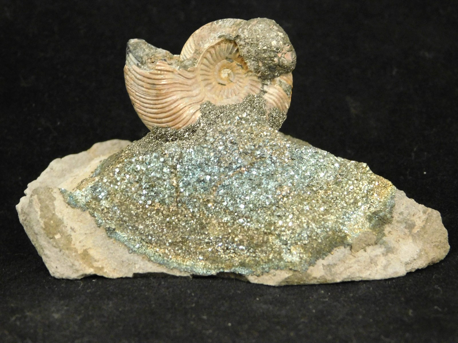 IRIDESCENT AMMONITE Fossil on Rainbow PYRITE! Volga River Saratov Russia 68.8gr
