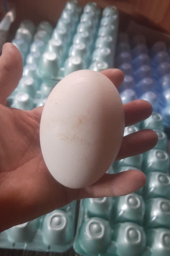 Available Now 5 + 1 Extra Fancy Breeds Geese Hatching Eggs