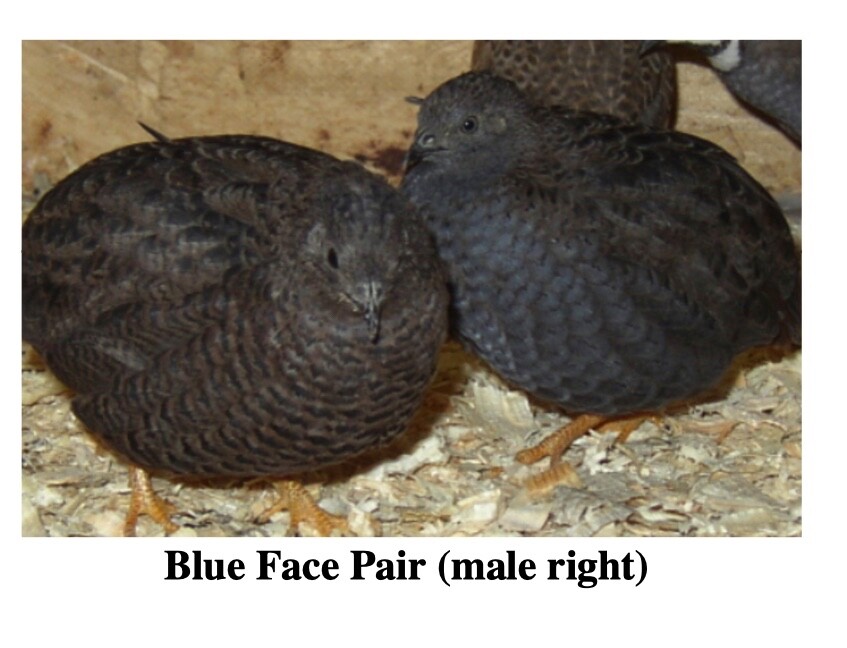20 BLue Face Only BUTTON QUAIL EGGS These ship  USPS PRIORITY READ ALL