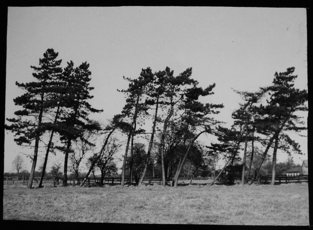 VINTAGE Magic Lantern Slide  TREE STUDY NO4 C1930 PHOTO