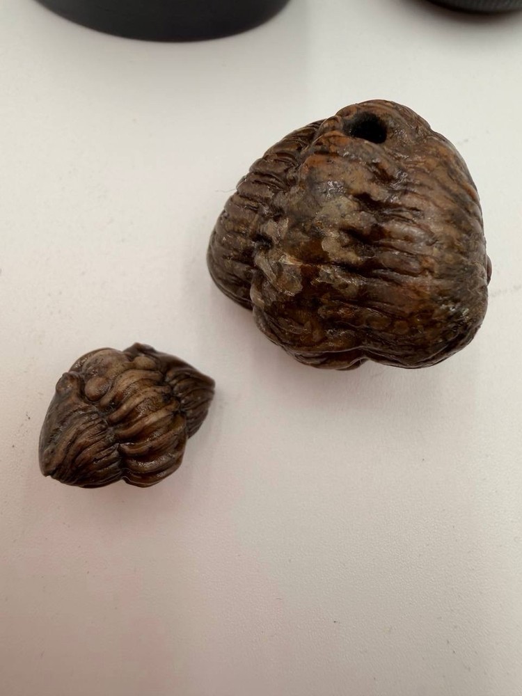 set 2 rolled Reedops trilobites