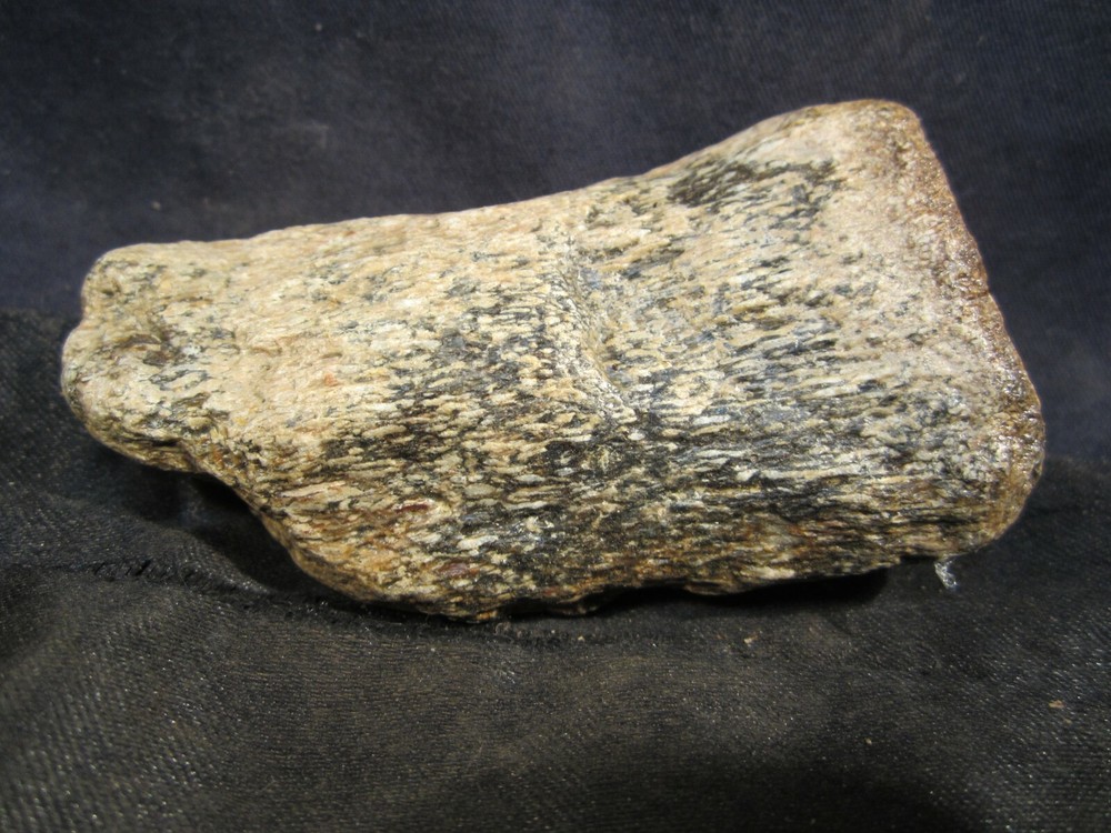 Dinosaur Bone Mosasaur Bone Ozan Formation Texas, US