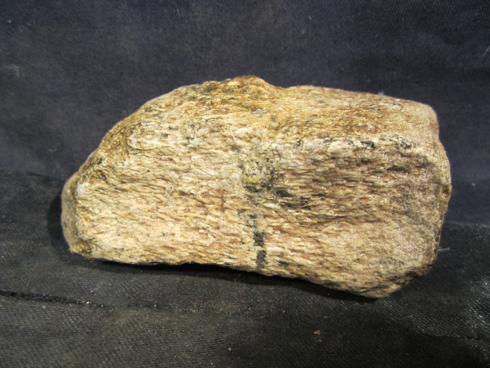 Dinosaur Bone Mosasaur Bone Ozan Formation Texas, US