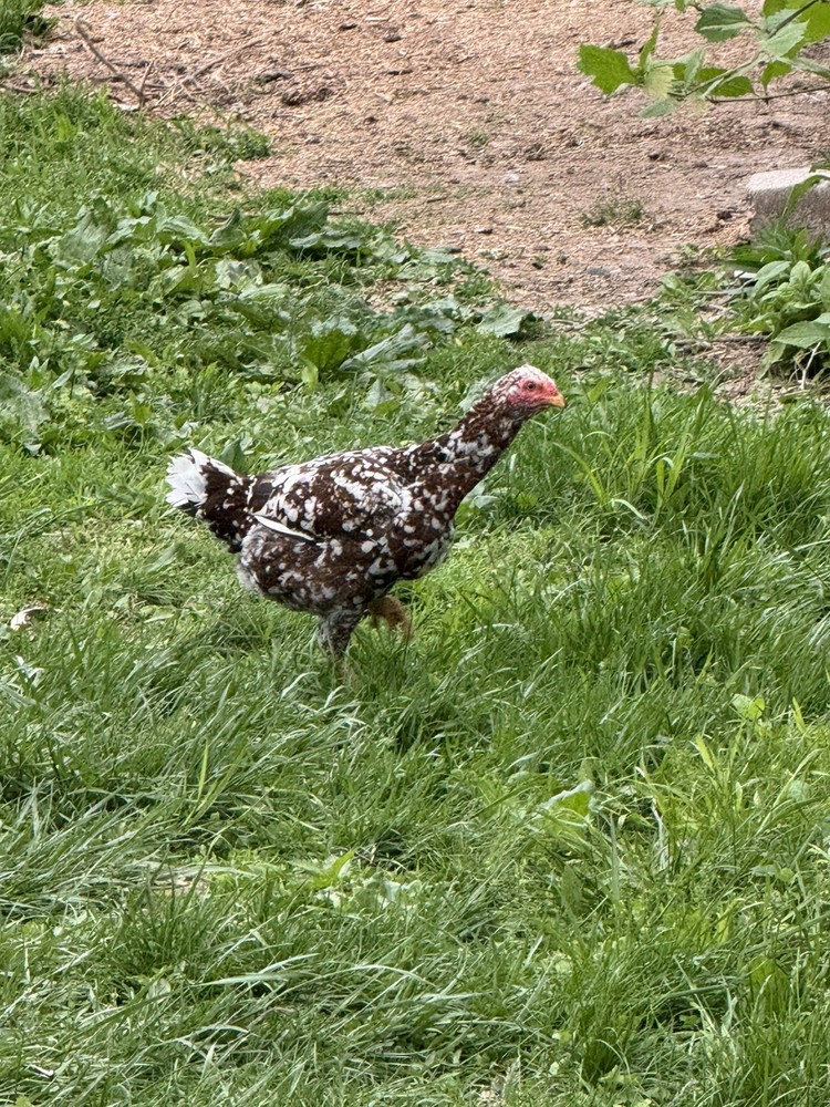12 Rainbow Egger Hatching Eggs -Colorful Chicks + Eggs🌈 Rare Breed Chickens