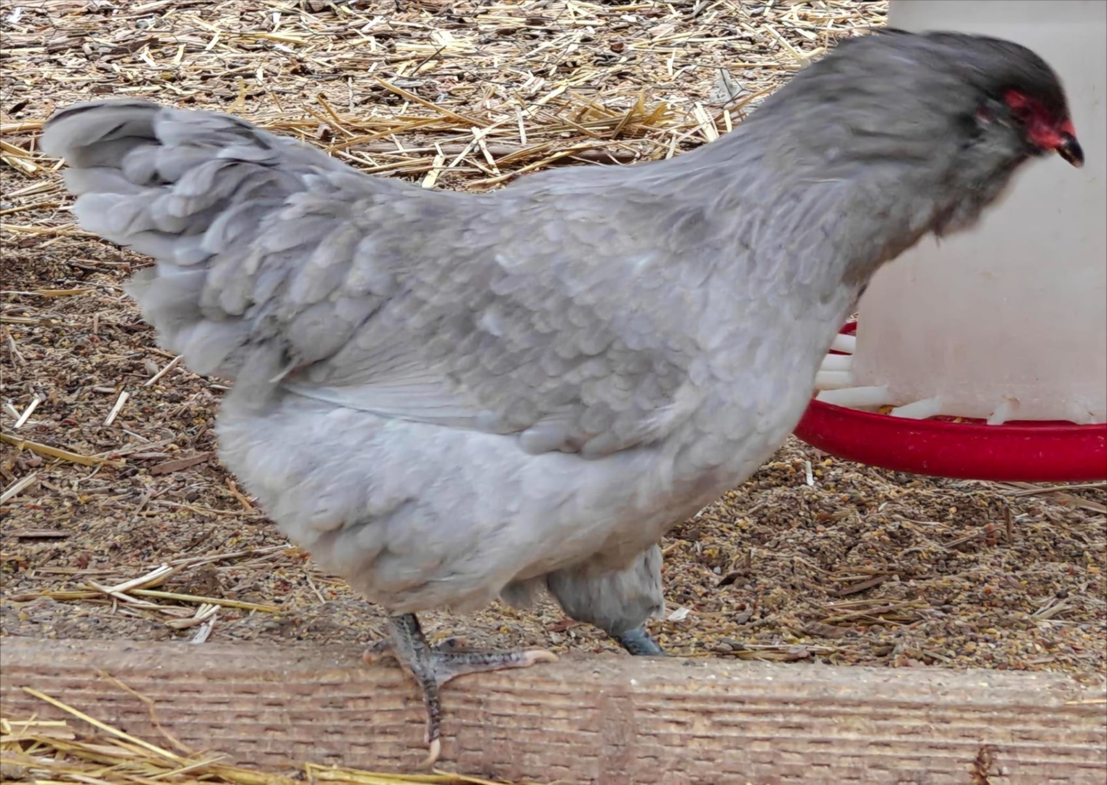 Lavender Ameraucana Hatching Eggs – Fertile, Purebred, 6 Fresh Eggs – Blue Egg