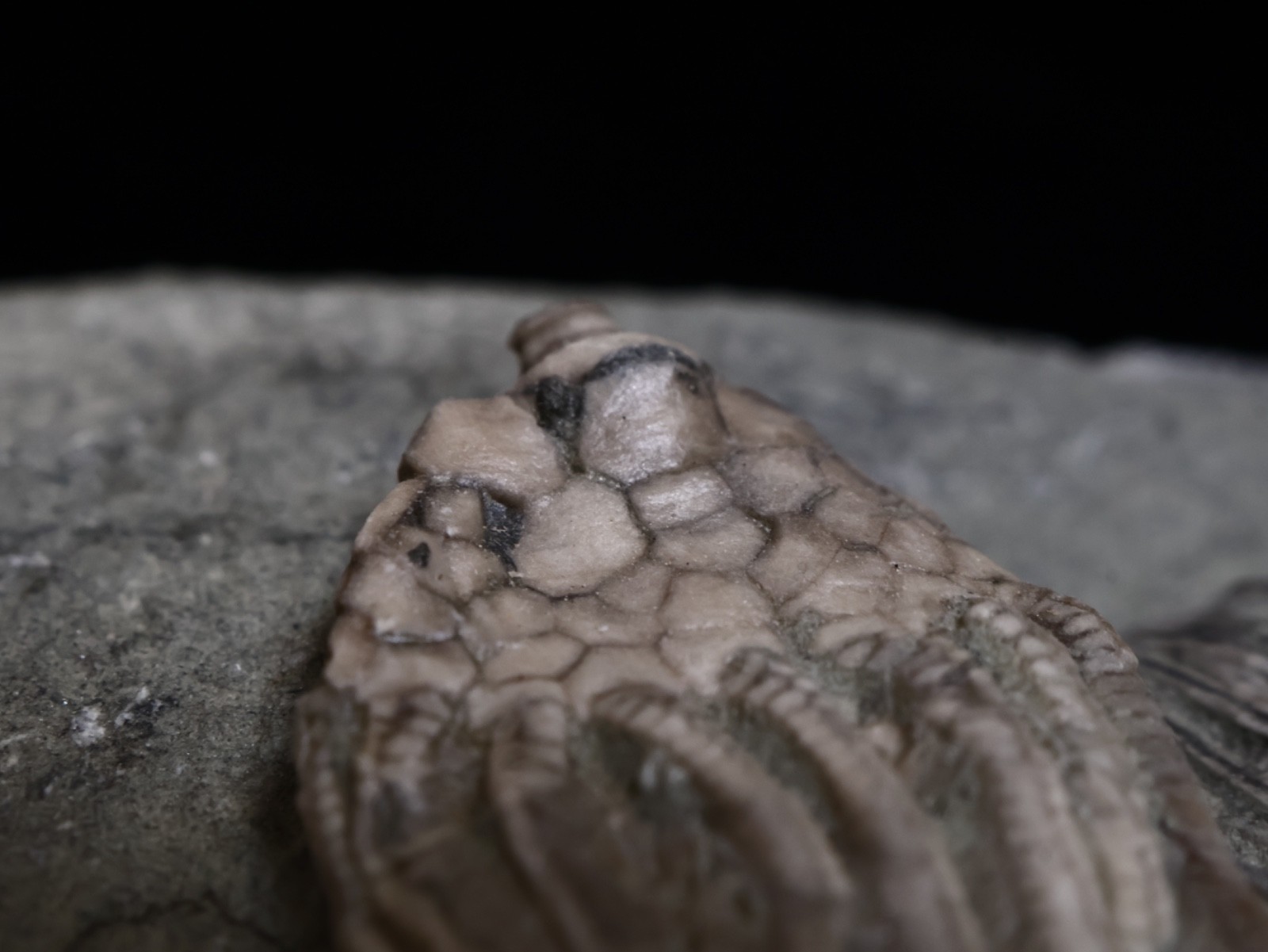 Expertly Prepared Fossil Crinoids, Crawfordsville, IN