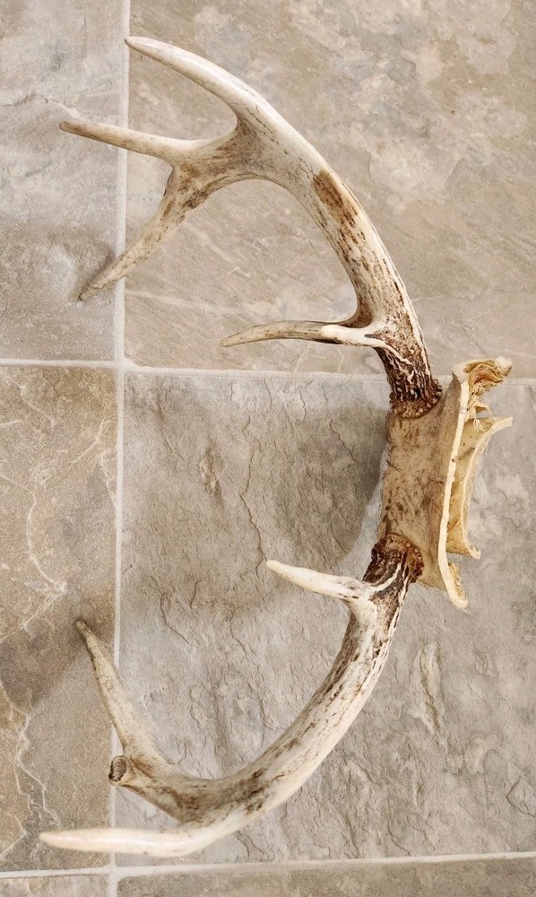 8 Point White Tail Deer Antlers Skull Cap
