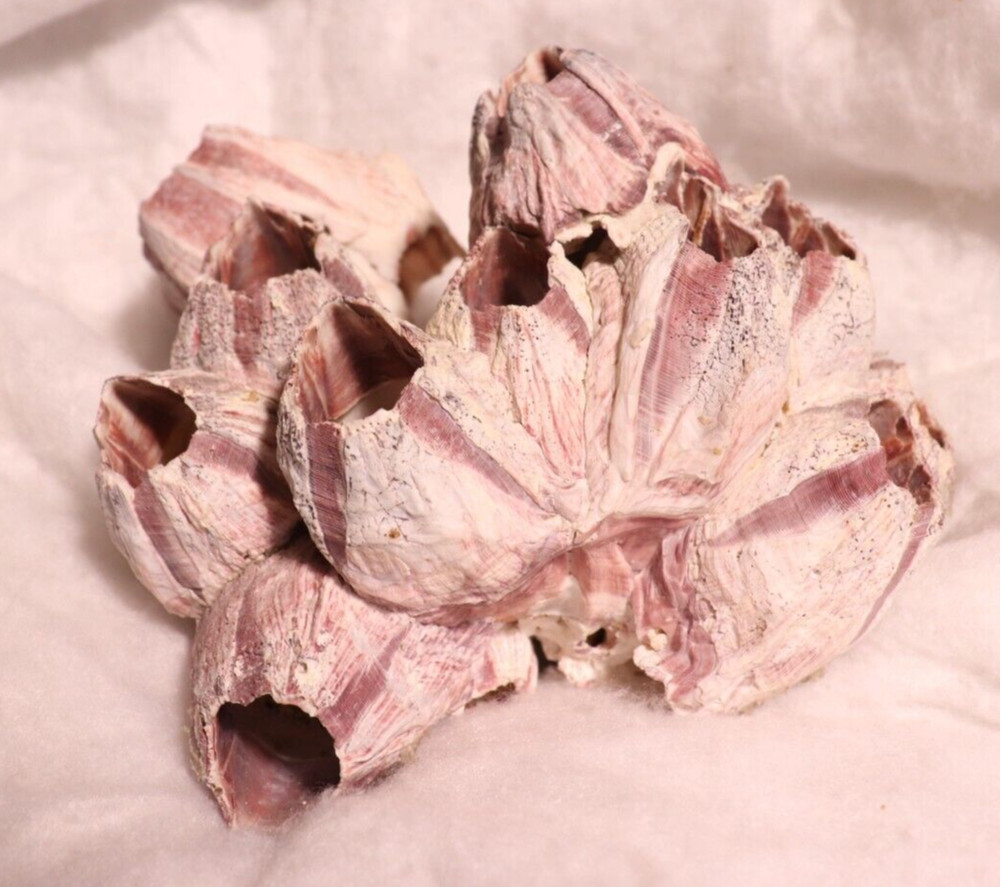 Barnacles Fossil Shell Purple Cluster
