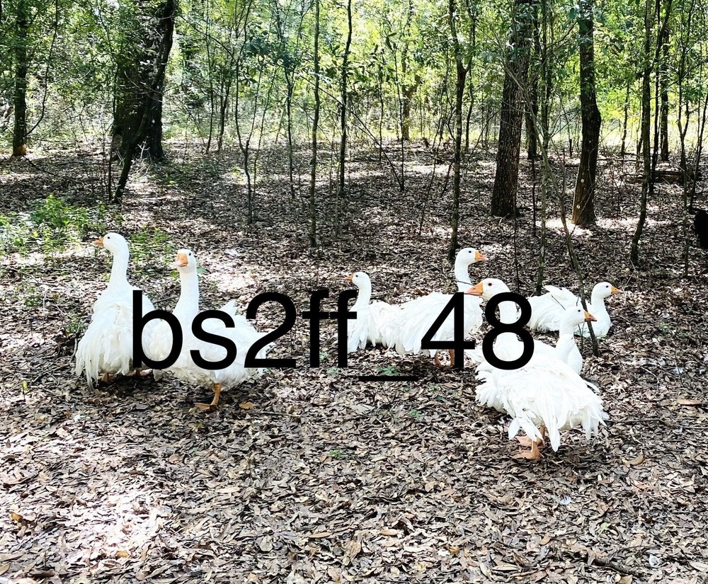 Sebastopol Geese Hatching Egg