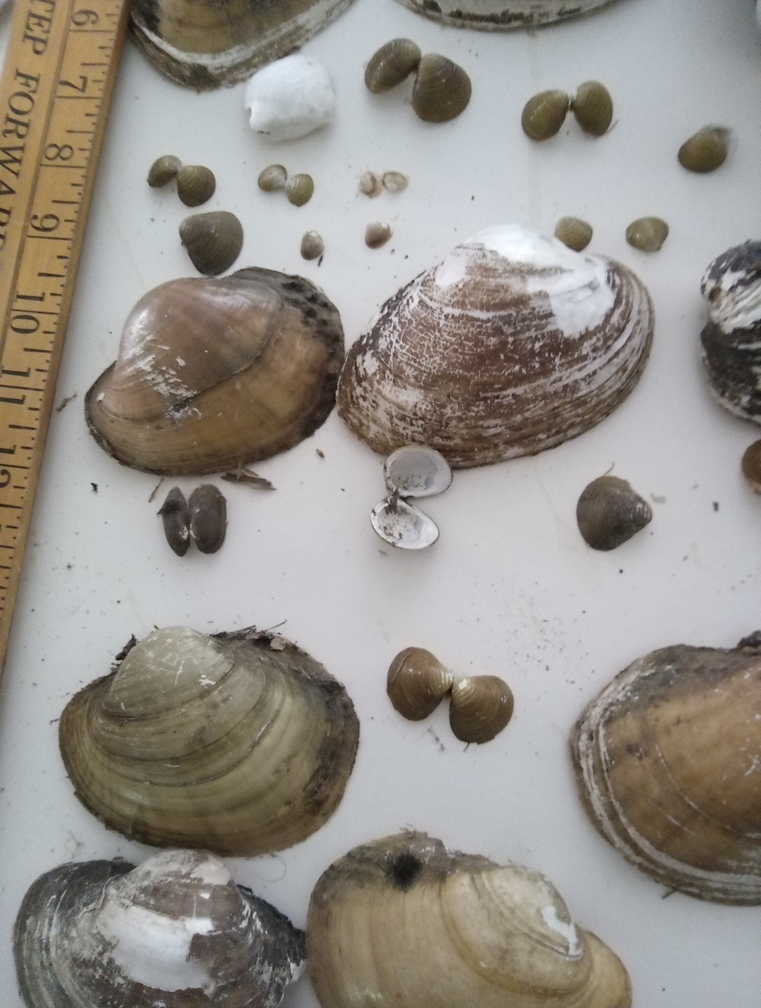 Lot Of Mississippi River Clam Shells,Mother of Pearl,Crafts,Aquariums