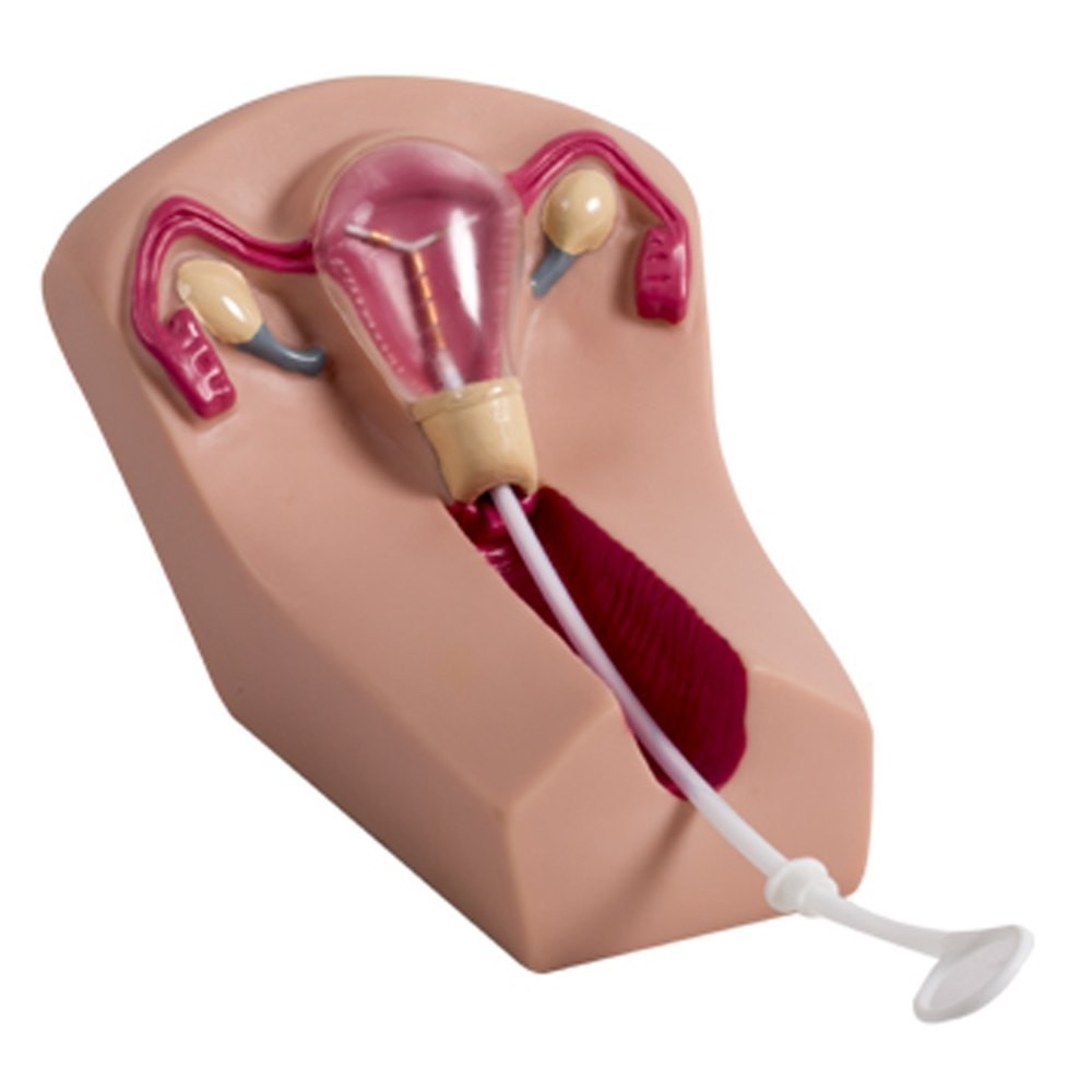 Female IUD Training Model – New
