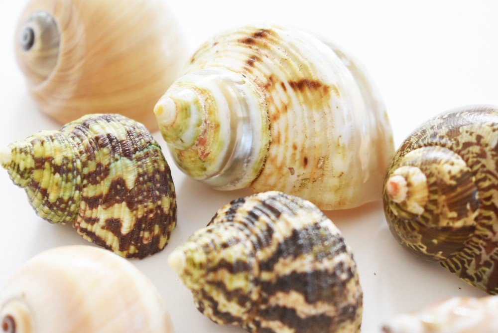 15 Hermit Crab Shells Assorted Natural Seashells SMALL to Medium Beautiful Set