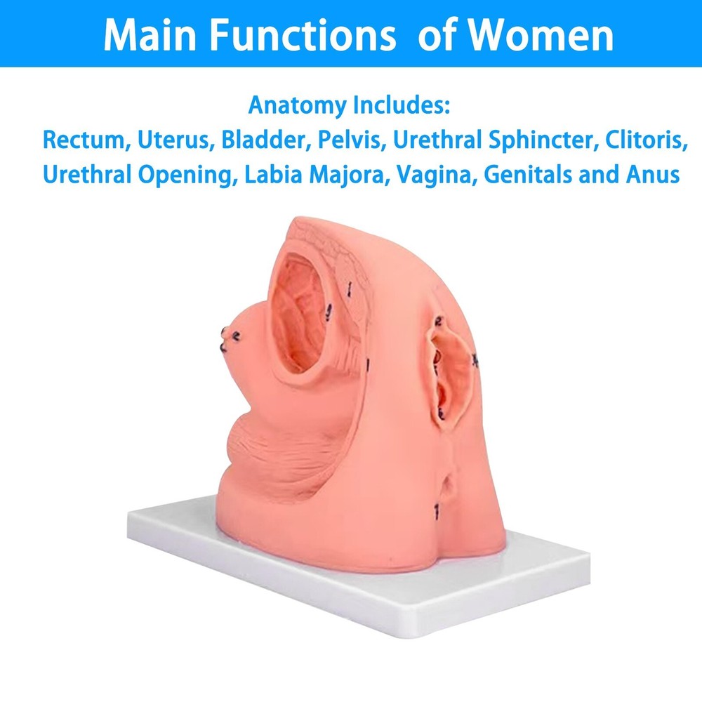 1PC Female Urethral Catheterization Training Simulator Model, Simplified Urinary