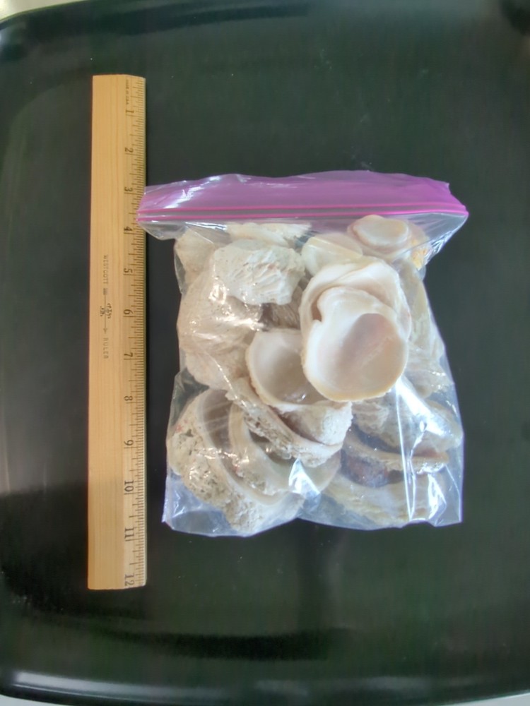 Quart size bag of Leafy Jewel Box shells