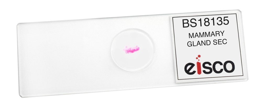 Mammary Gland Section - Prepared Microscope Slide - 75x25mm - Eisco Labs