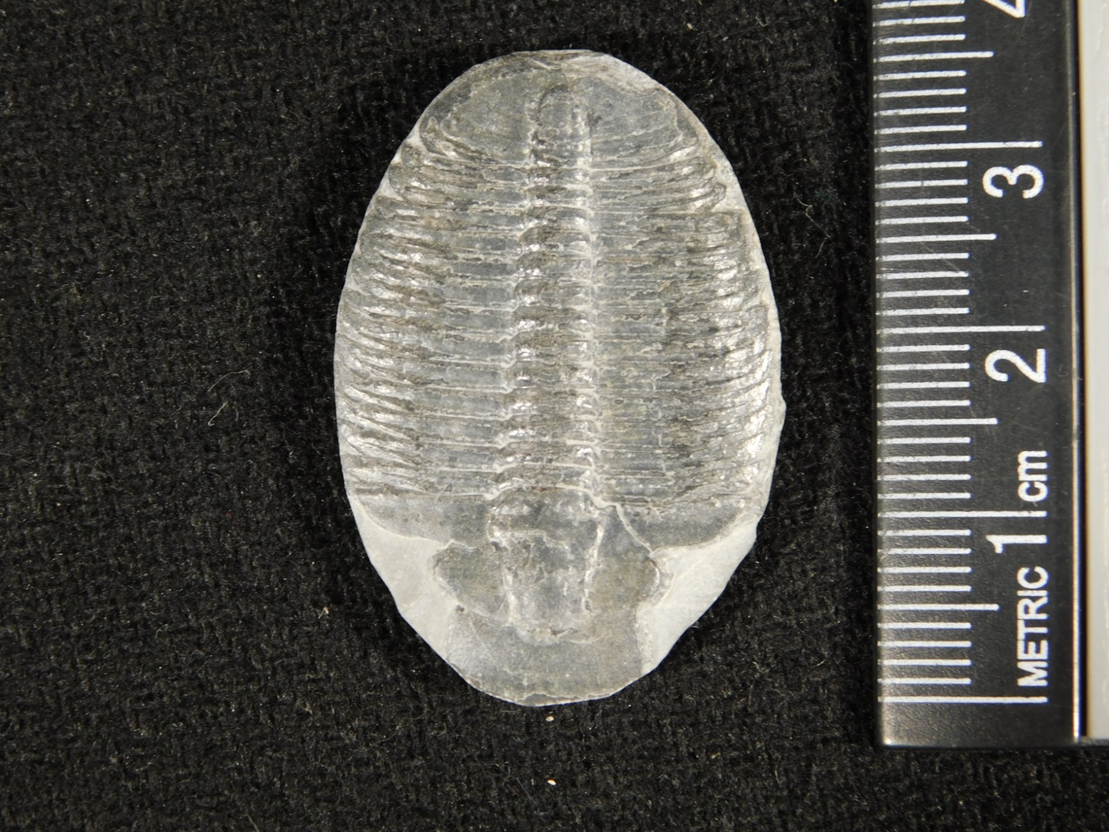 Elrathia TRILOBITE Fossil 100% Natural From Cambrian Utah 7.73