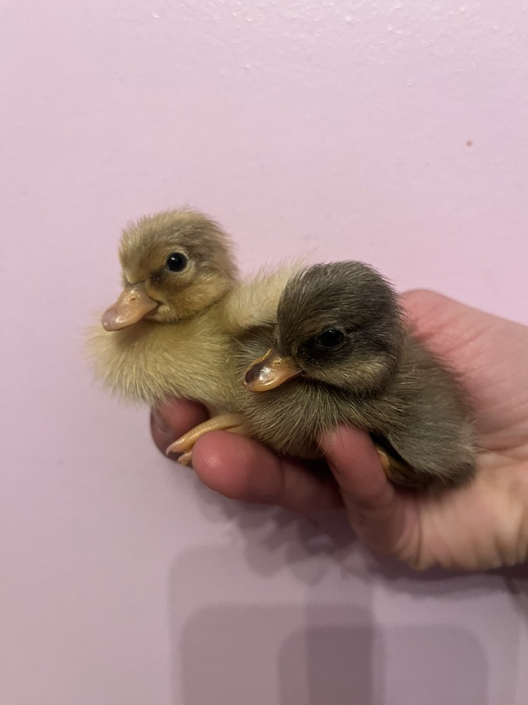 12 Call Duck Hatching Eggs.