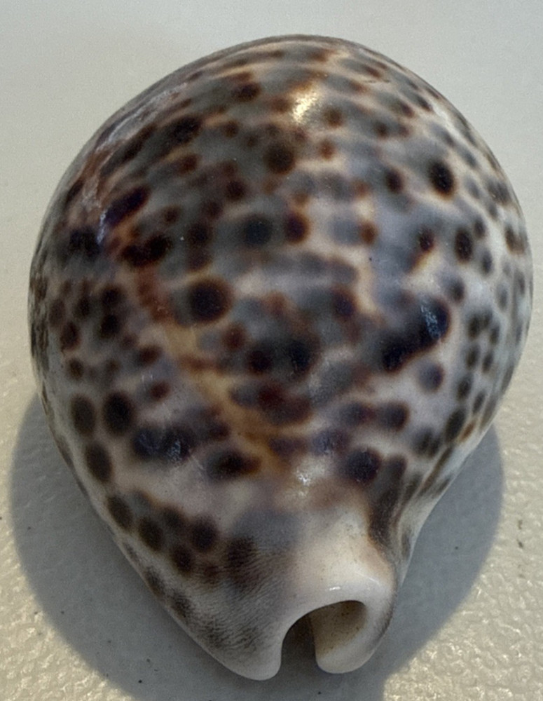 Cypraea Tiger Cowrie Shell 2 1/2inches