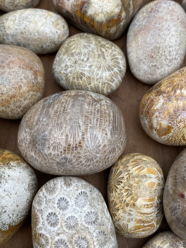Fossilised Coral Tumblestone AAA+