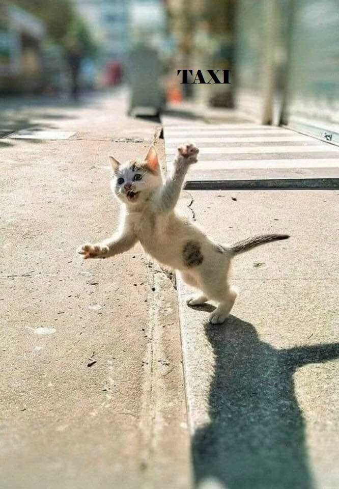 Funny Cat  refrigerator magnet 3 1/2 x 5" Made in the USA