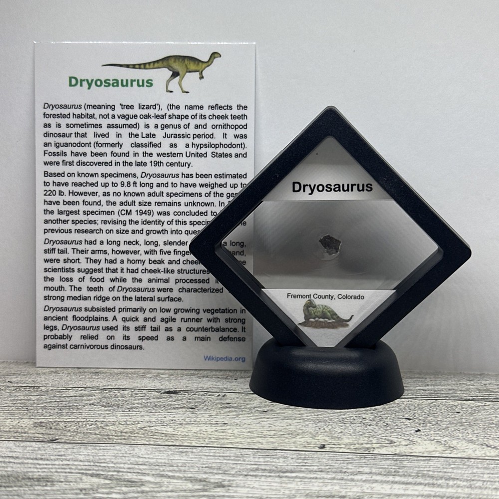 Dryosaurus Extinct Dinosaur Eggshell Fossil Piece in Display Case