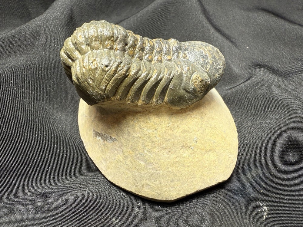 Bargin Reedops trilobite fossil great starter collection Devonian