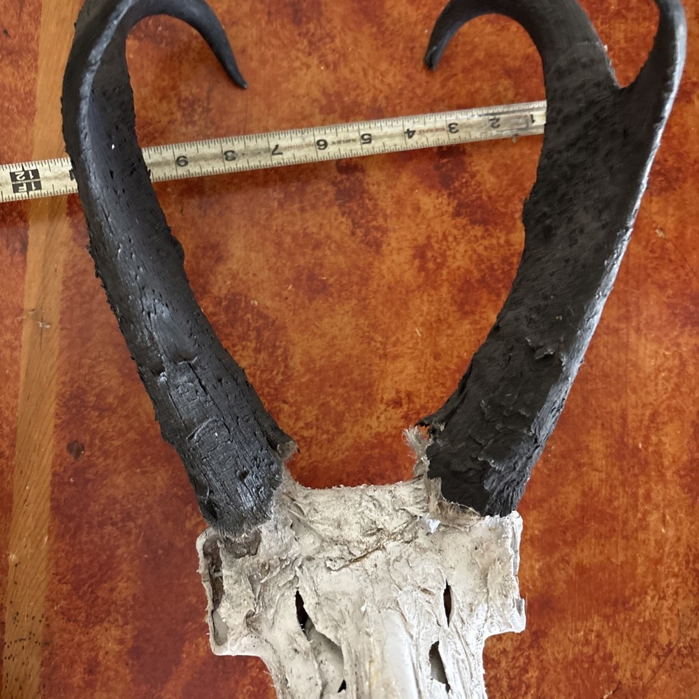 Pronghorn Antelope Skull Wyoming