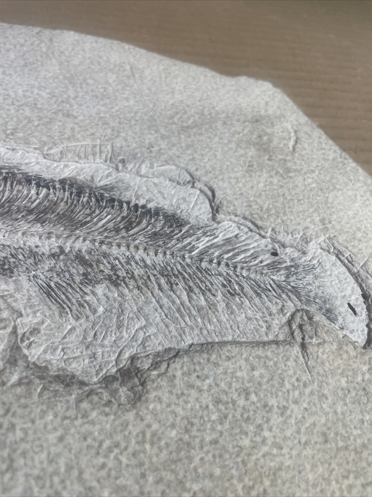 Fossil Fish 8.5 X 10.5