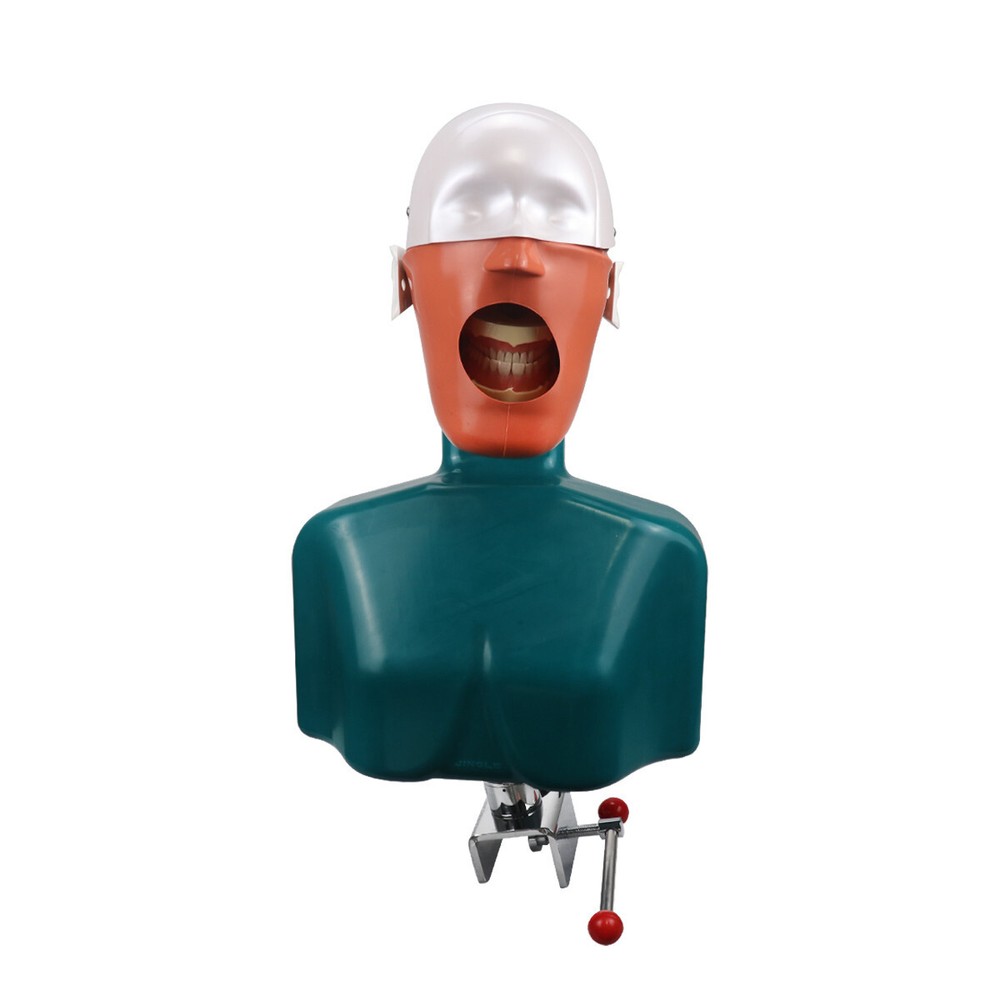 Dental Head Model Simulation Dentistry Manikins Simulator Phantom Training Model